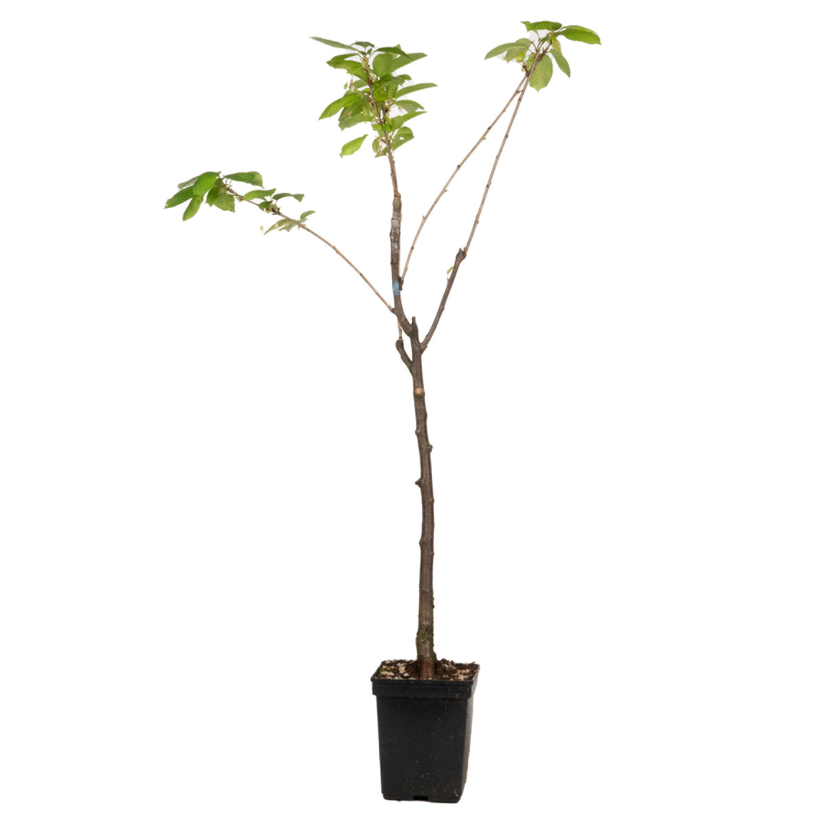 Duo cherry tree Prunus: 'Van' + 'Bigarreau Napoléon' - Hardy plant