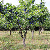 Plum tree Prunus 'Valor' Purple - Hardy plant