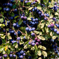 Plum tree Prunus 'Valor' Purple - Hardy plant
