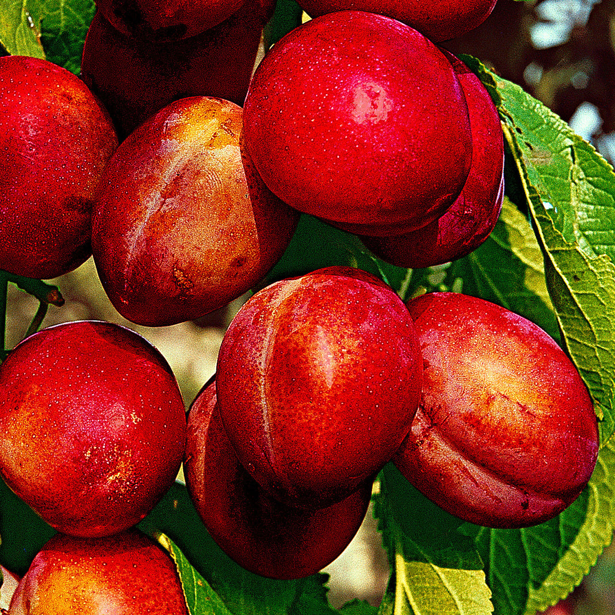 Plum tree ‘Victoria‘, green-red - Hardy plant