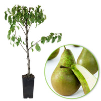 Pear tree ‘Williams‘ - Hardy plant
