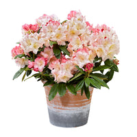 Rhododendron 'Percy Wiseman' pink-yellow-white - Hardy 'Percy Wiseman' Pink-Yellow-White - Hardy plant