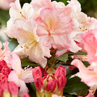 Rhododendron 'Percy Wiseman' pink-yellow-white - Hardy 'Percy Wiseman' Pink-Yellow-White - Hardy plant