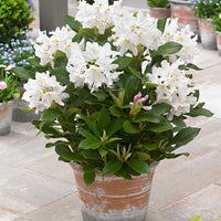 Rhododendron 'Cunningham's White' white - Hardy - Hardy plant