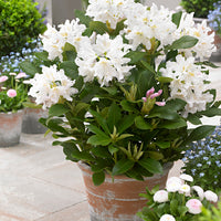 Rhododendron 'Cunningham's White' white - Hardy - Hardy plant