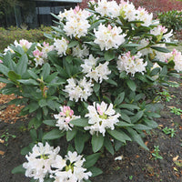 Rhododendron 'Cunningham's White' white - Hardy - Hardy plant