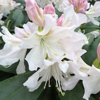 Rhododendron 'Cunningham's White' white - Hardy - Hardy plant