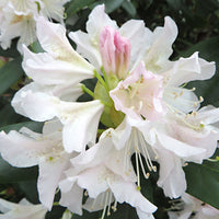 Rhododendron 'Cunningham's White' white - Hardy - Hardy plant