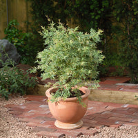 Japanese maple 'Butterfly' - Hardy plant