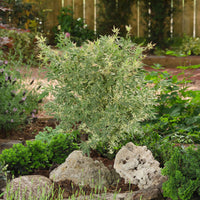Japanese maple 'Butterfly' - Hardy plant