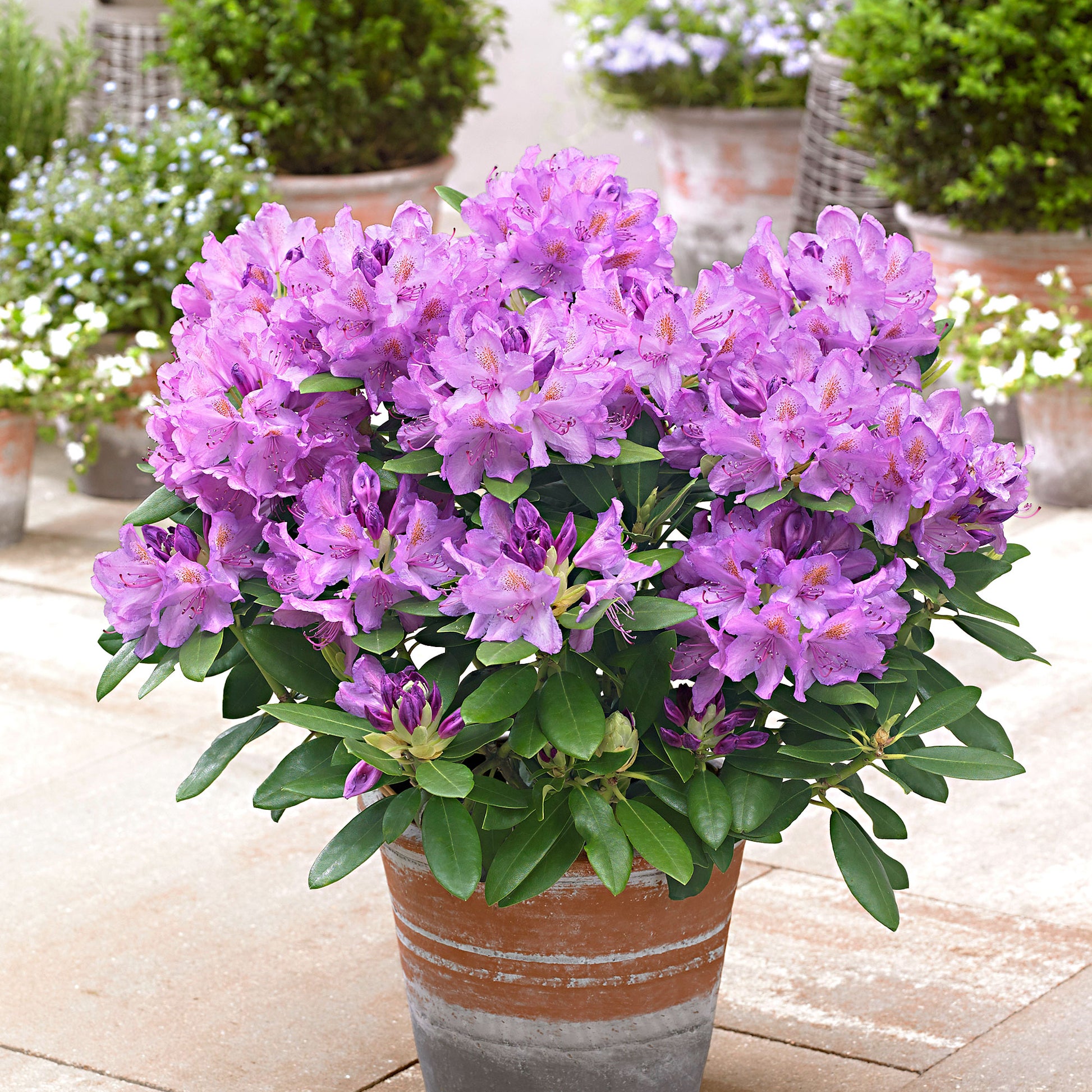 rhododendron plant in pot Rhododendron 'Grandiflorum' purple - hardy