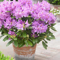 Rhododendron 'Grandiflorum' purple - hardy - Hardy plant
