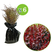 6x Barberry Berberis 'Atropurpurea' red - Bare rooted - Hardy plant