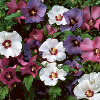 Hibiscus - Hardy plant