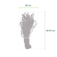 6x Privet Ligustrum ovalifolium white - Bare rooted - Hardy plant