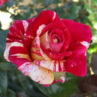 3x large-flowered rose  Rosa 'Broceliande'® Red-Cream - Bare rooted - Hardy plant