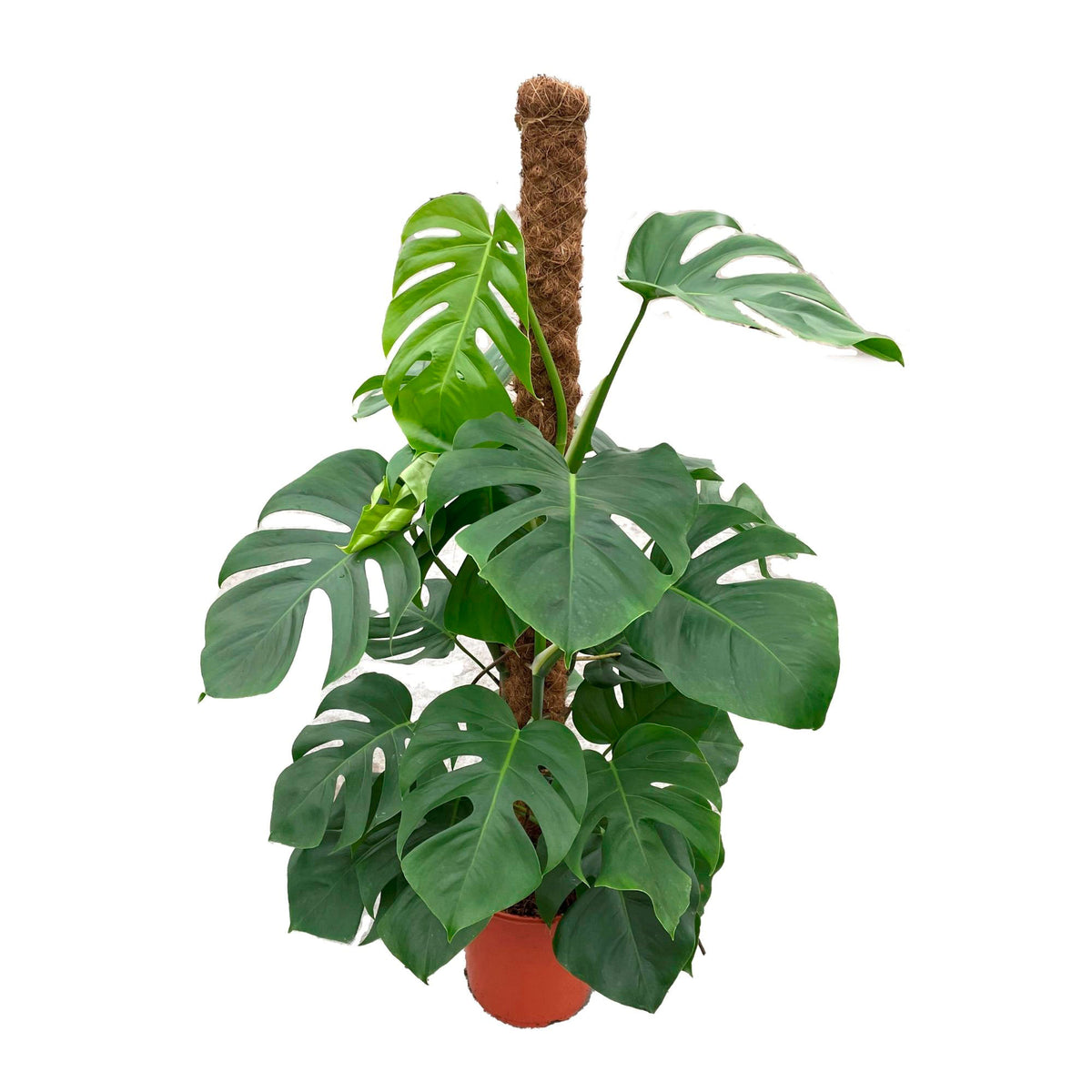 Swiss cheese plant Monstera pertusum XL green including moss pole