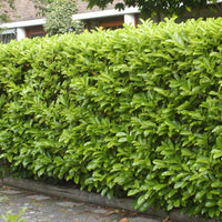 6x Cherry laurel Prunus 'Novita' - Bare rooted - Hardy plant