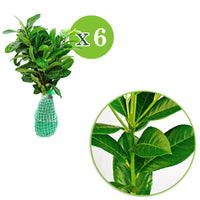 6x Cherry laurel Prunus 'Novita' - Bare rooted - Hardy plant