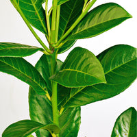 6x Cherry laurel Prunus 'Novita' - Bare rooted - Hardy plant