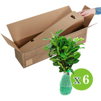 6x Cherry laurel Prunus 'Novita' - Bare rooted - Hardy plant