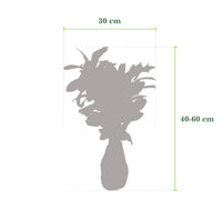6x Cherry laurel Prunus 'Novita' - Bare rooted - Hardy plant