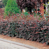 6x Beech hedge Fagus 'Atropurpurea' red - Bare rooted - Hardy plant