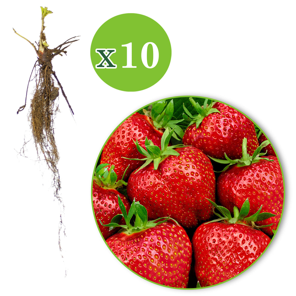 10x Strawberry Fragaria 'Elsanta' red - Bare rooted
