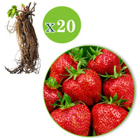 10x Strawberry Fragaria 'Elsanta' red - Bare rooted