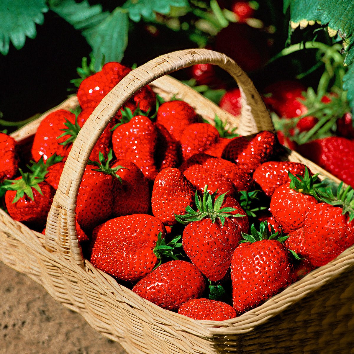 10x Strawberry Fragaria 'Ostara' red - Bare rooted