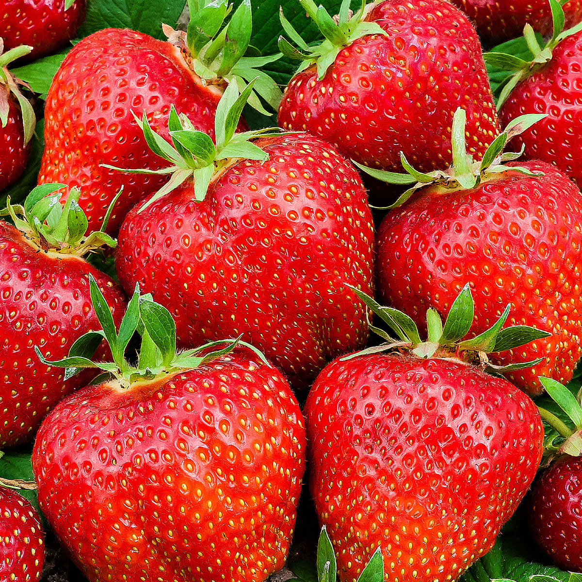 10x Strawberry Fragaria 'Ostara' red - Bare rooted
