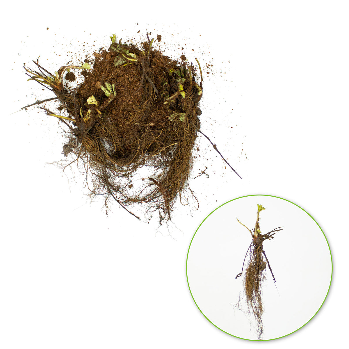 10x Strawberry Fragaria 'Ostara' red - Bare rooted