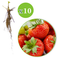 10x Strawberry Fragaria 'Sonata' red - Bare rooted