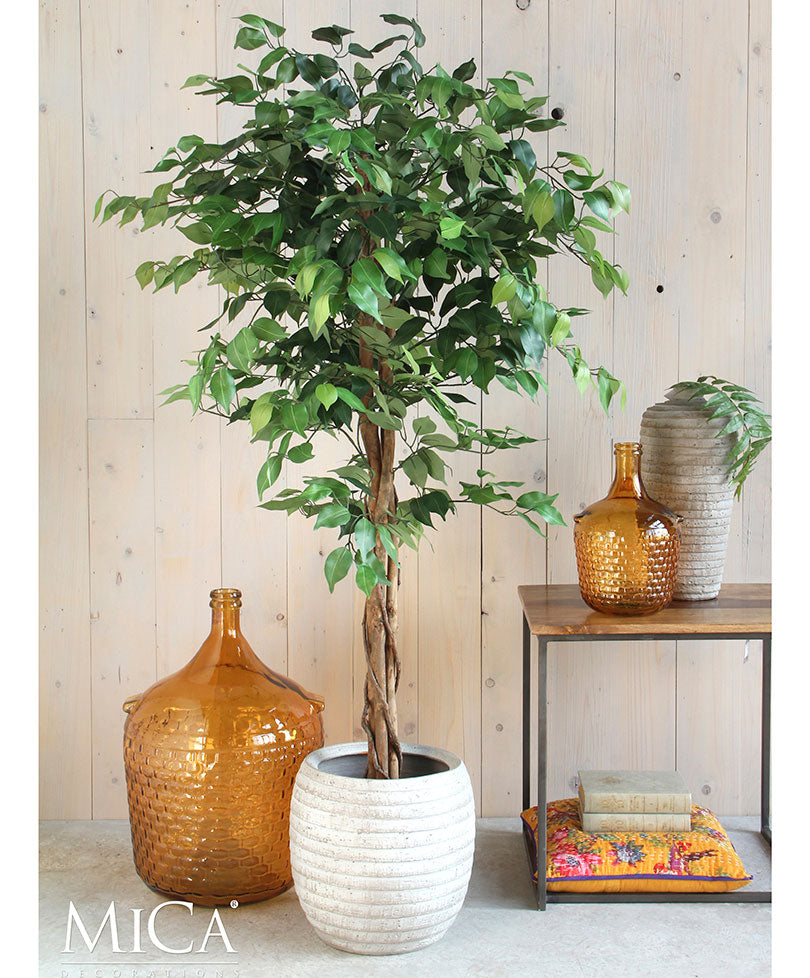 Ficus Benjamina