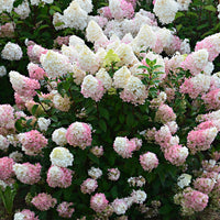 Panicle Hydrangea 'Sundae Fraise' White-Pink - Hardy plant