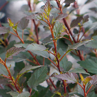 Ninebark 'Little Joker' red-pink - Hardy - Hardy plant