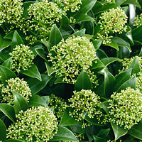 Skimmia japonica 'White Dwarf' white - Hardy plant