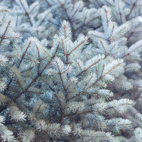 2x Blue spruce 'Super Blue Seedling' blue-grey - Hardy - Hardy plant