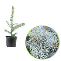 2x Blue spruce 'Super Blue Seedling' blue-grey - Hardy - Hardy plant