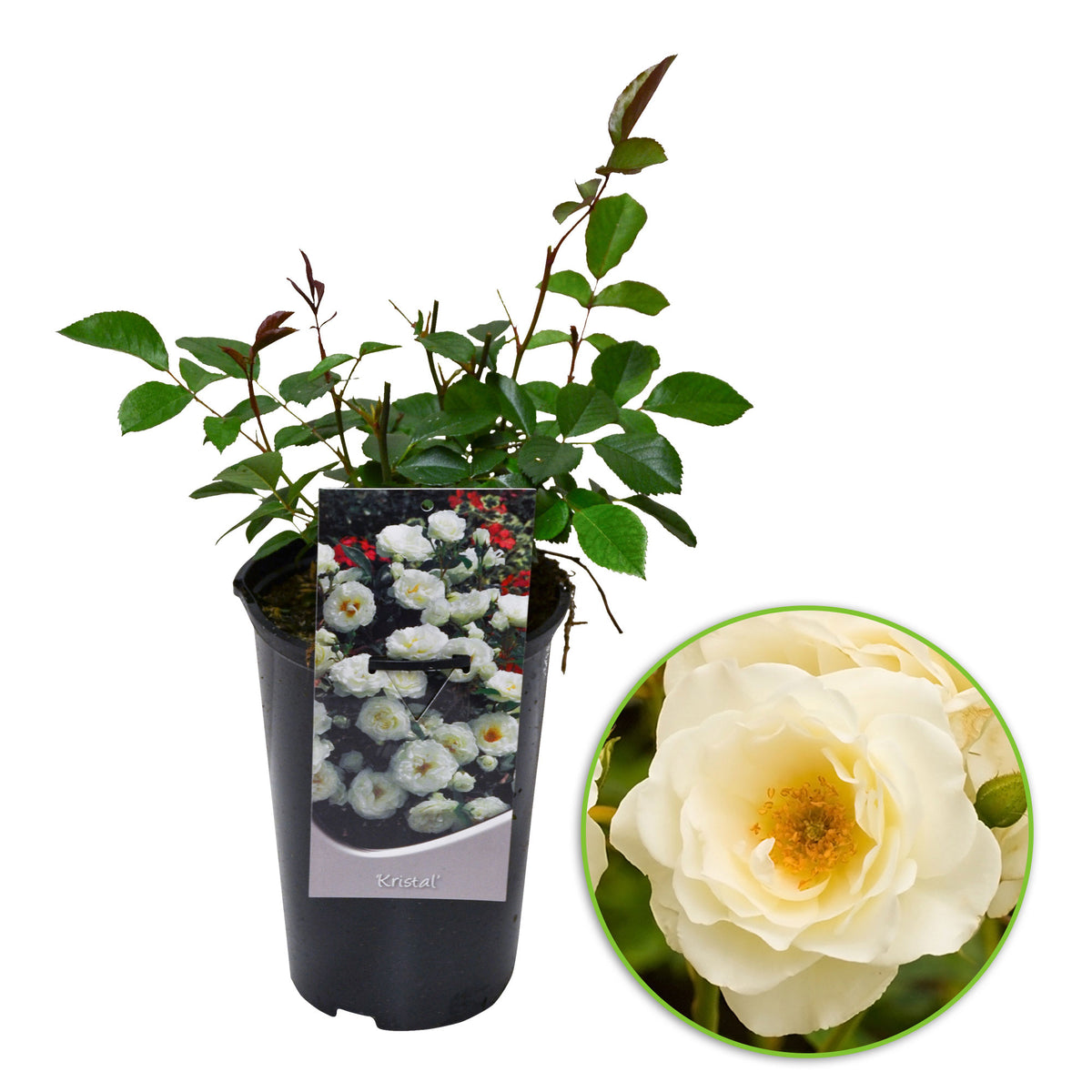 Spray rose Rosa 'Kristal' white - Hardy plant