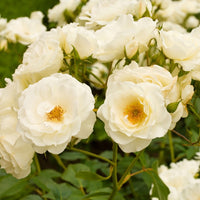 Spray rose Rosa 'Kristal' white - Hardy plant