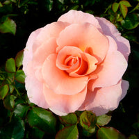 Rose Rosa 'Myveta'® Pink - Hardy plant