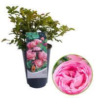 Rose Rosa 'Leonardo da Vinci'® Pink - Hardy plant