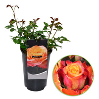 Large-flowered rose  Rosa 'Britannia'® Salmon Pink-Pink - Hardy plant