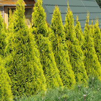 Thuja Cypress Thuja 'Golden Smaragd' - Hardy plant
