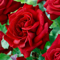 Large-flowered rose Rosa 'Dame de Coeur' red - Hardy plant