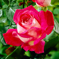 Large-flowered rose Rosa 'Rose Gaujard' red - Hardy plant