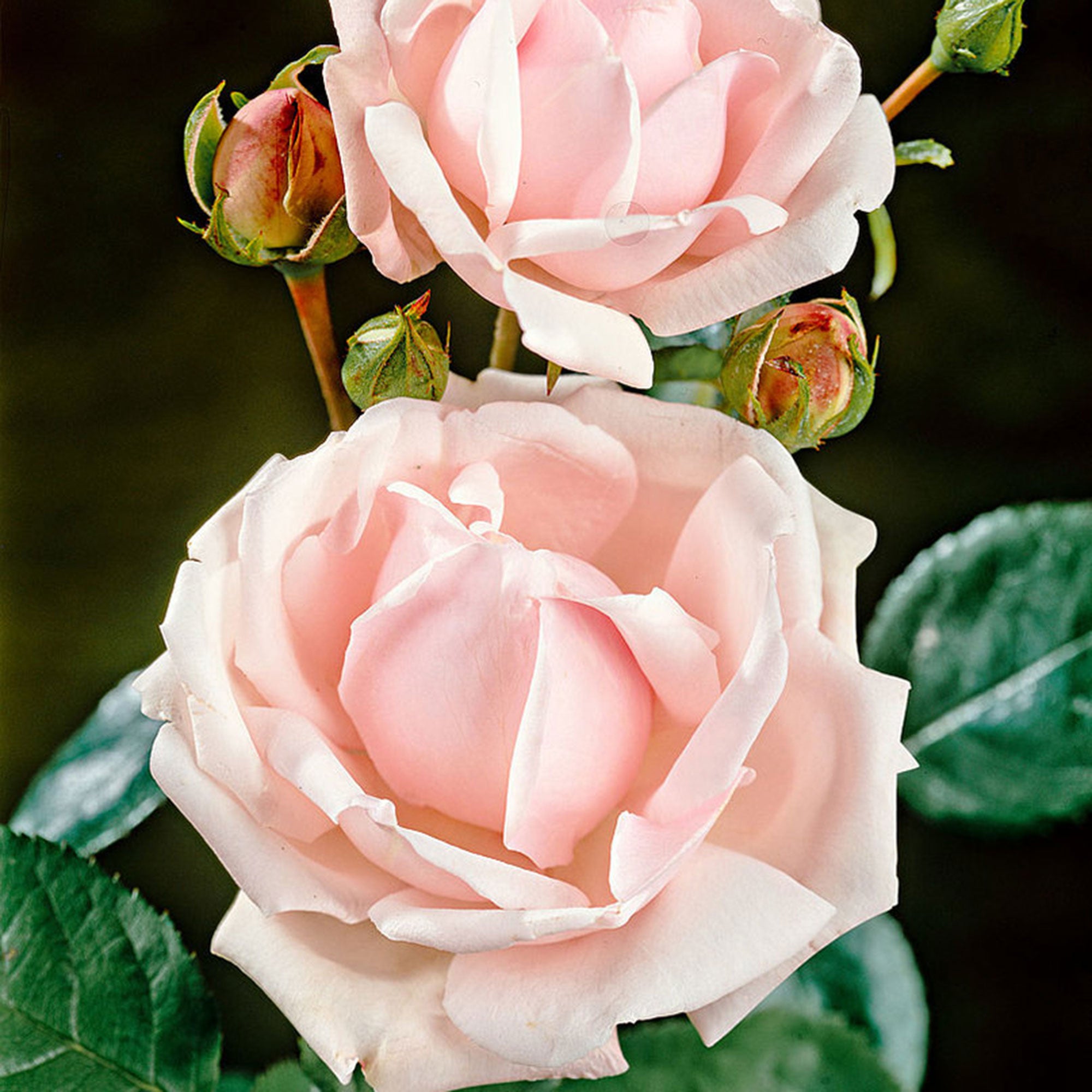 Buy Rose Rosa 'New Dawn'® Pink-Multicoloured - Hardy plant | Bakker.com