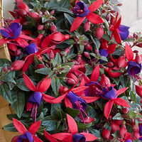 3x Fuchsia 'Sacha' red-purple