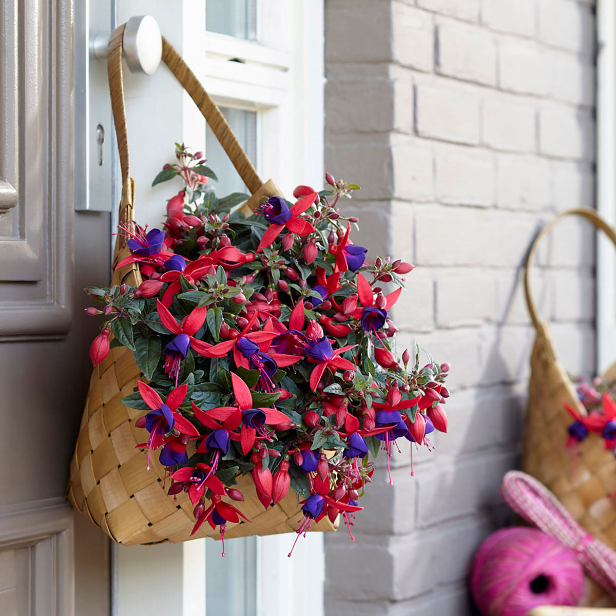 3x Fuchsia 'Sacha' red-purple